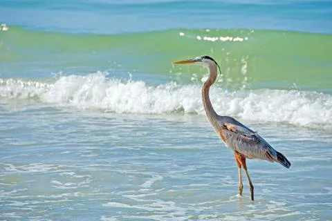 Grey heron in surf Stock Photos
