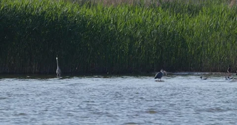 Grey heron swallowing its caught fish prey in water while another heron watches Stock Footage 342710840