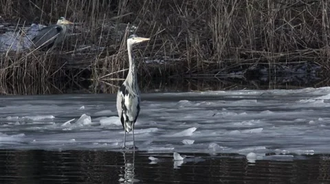 Grey Heron takes off Stock Footage 59882036