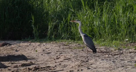 Grey heron taking off and flying away from sandy shore with wings spread Stock Footage 342710527