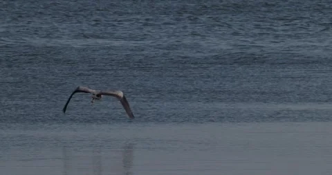 Grey heron taking off and flying away over the bay Stock Footage 342711175