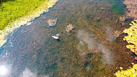 Grey Heron Taking Flight from Shallow Pond with Lily Pads Video stock 341946074