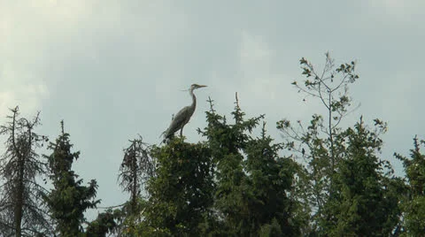 Grey heron taking off Stock Footage 24691921