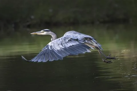 Grey heron taking off Foto stock