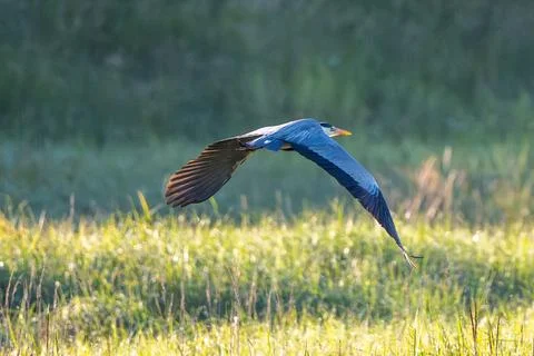 Grey Heron Taking Off Stock Photos