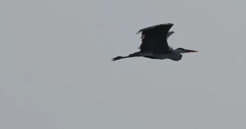 Grey heron taking off from pier and flying into back light becoming a silhouette Stock Footage 342711179