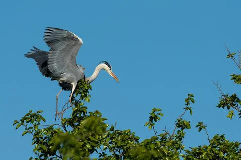 A grey heron taking off a tree Stock Photos