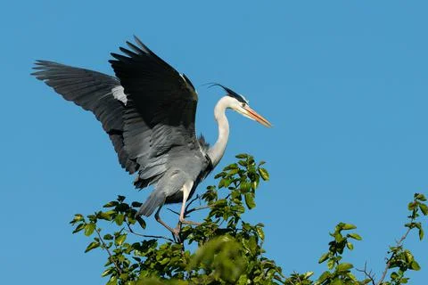 A grey heron taking off a tree Stock Photos