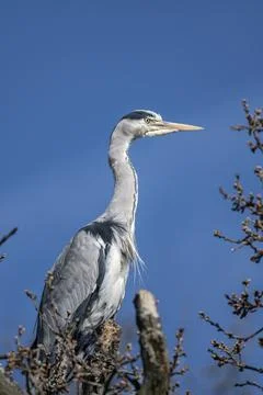 Grey heron on top of tree Stock Photos