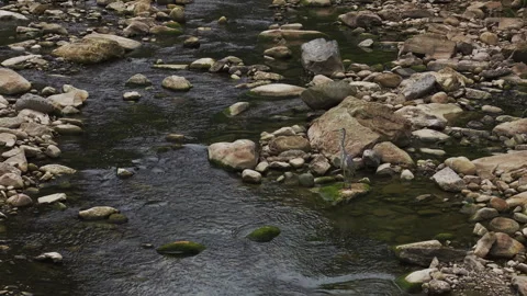Grey Heron By Tranquil Rocky Stream Push In 4K HLG Stock Footage 345618858