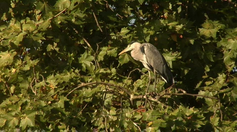 Grey heron in a tree Stock Footage