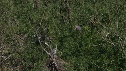 Grey heron on a tree Stock Footage 253323136