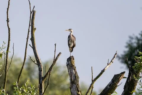 Grey Heron On A Tree Stock Photos