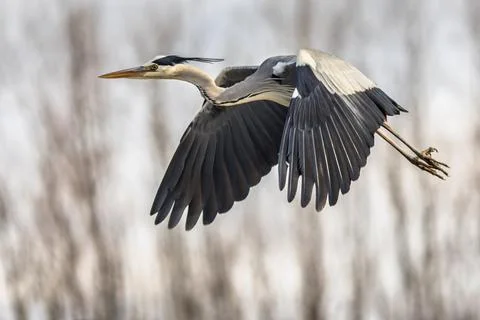 Grey heron on trees background Stock Photos