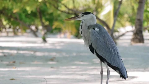 Grey heron under palm trees Stock Footage 153479927