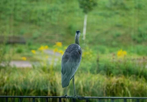 Grey Heron Viewed From Behind Perched on a Railing Looking at a Green Park Stock Photos
