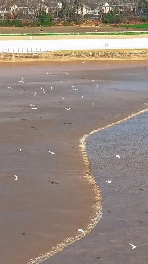 Grey Heron Wading and Flying Over Muddy Tidal Flats Qiantang River China Stockbeeldmateriaal 342603193
