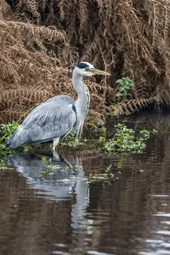 Grey heron wading Foto stock
