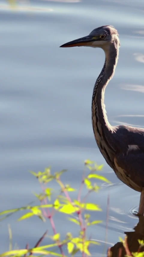 Grey heron wading in sunlit water. Vertical Stock Footage 342936835