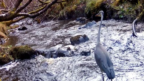 Grey Heron wading through the burn, Isle of Skye Stock Footage 197383601