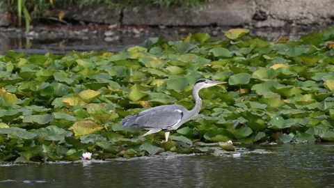 Grey Heron wading through the shallow pond Stock Footage 345600937