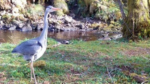 Grey Heron walking along the river bank, spots the camera and pauses. Skye Stock Footage 248159148