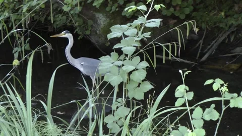 Grey heron walking. Video stock 155496306