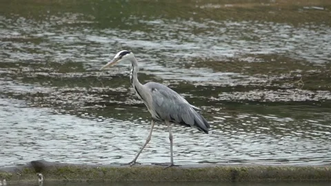 Grey Heron walking on a log Stock Footage 135459908