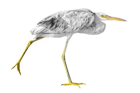 Grey heron walking Stock Photos
