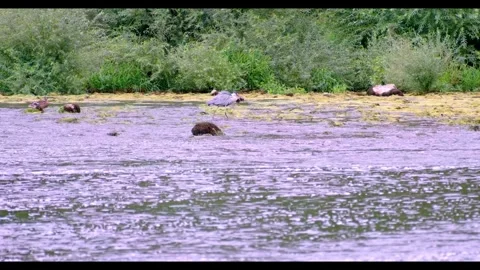 Grey Heron Walking in River Holding a Catfish – Rare Wildlife Behavior Stock Footage 313452195