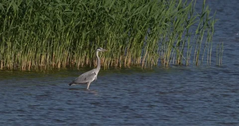 Grey heron walking slowly through shallow water near green reeds Stock Footage 342712308