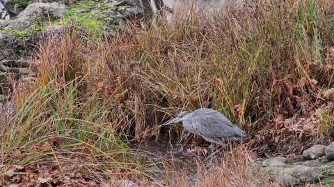 Grey Heron Walking in Tall Grass by Lake Parc Georges Valbon Paris Vidéo 336500084