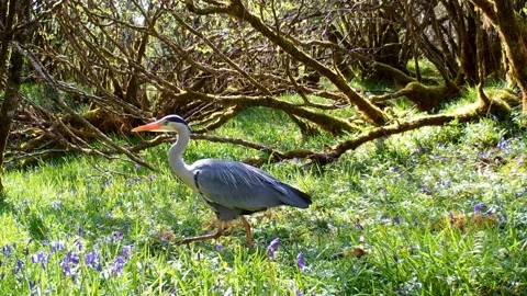 Grey Heron walking through the grass and bluebells on the Isle of Skye Stock Footage 248160467