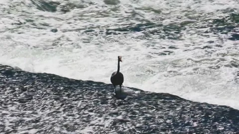 Grey Heron Walking Through a River Stock Footage 313599789
