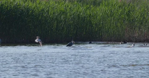 Grey heron washing its caught fish in the water Stock Footage 342710832