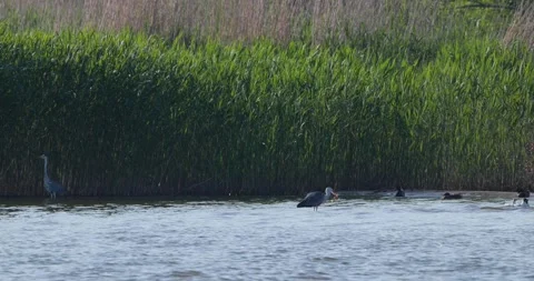 Grey heron washing its caught fish in the water Stock Footage 342711000