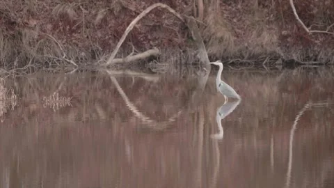 Grey Heron With Water Reflection standing in a Lake a Cold Morning Stock-Footage 242482108