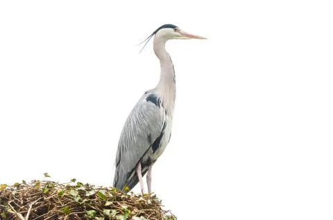 Grey heron on white Stock Photos