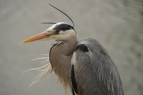Grey Heron in the Wind 2 Stock Photos