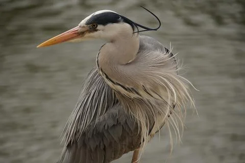 Grey Heron in the Wind Stock-Fotos