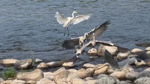 Grey Herons and Egrets Landing on River Rocks Video stock 342144855