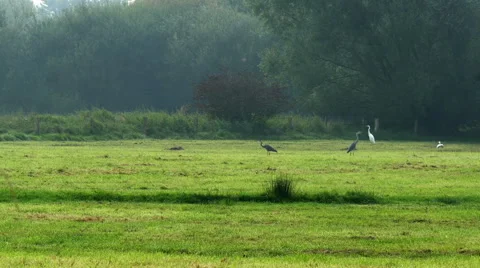 Grey herons and greate egrets in marshland Stock Footage 43593673