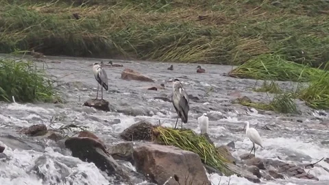 Grey Herons and Little Egrets Standing in a Fast-Flowing Stream Stock Footage 340757845