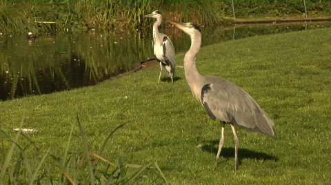 Grey herons Stock Footage