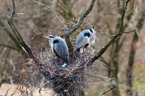 Grey herons in nest Stock Photos