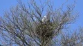 Grey herons nesting on bare tree without leaves in spring season with blue sky 4k or 4k+ Resolution