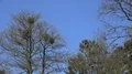 Grey herons nesting on bare tree without leaves in spring season with blue sky 4k or 4k+ Resolution