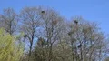 Grey herons nesting on bare tree without leaves in spring season with blue sky 4k or 4k+ Resolution