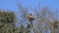 Grey herons nesting on bare tree without leaves in spring season with blue sky 4k or 4k+ Resolution