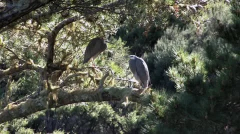 Grey herons nesting in tree Stock Footage 16749917